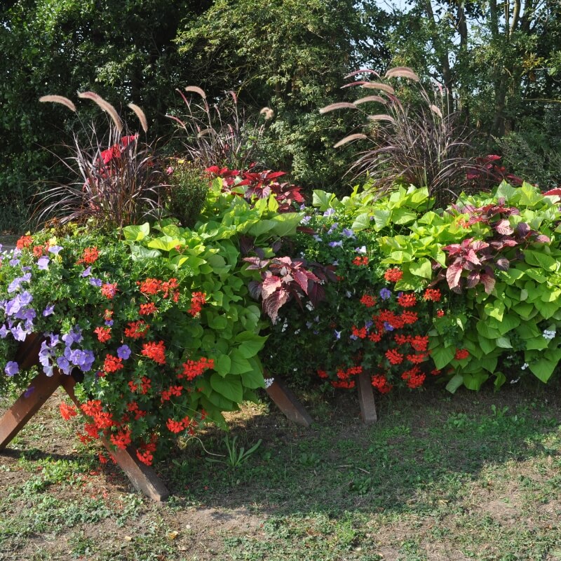 Réalisations Sonnenhof - massifs floraux