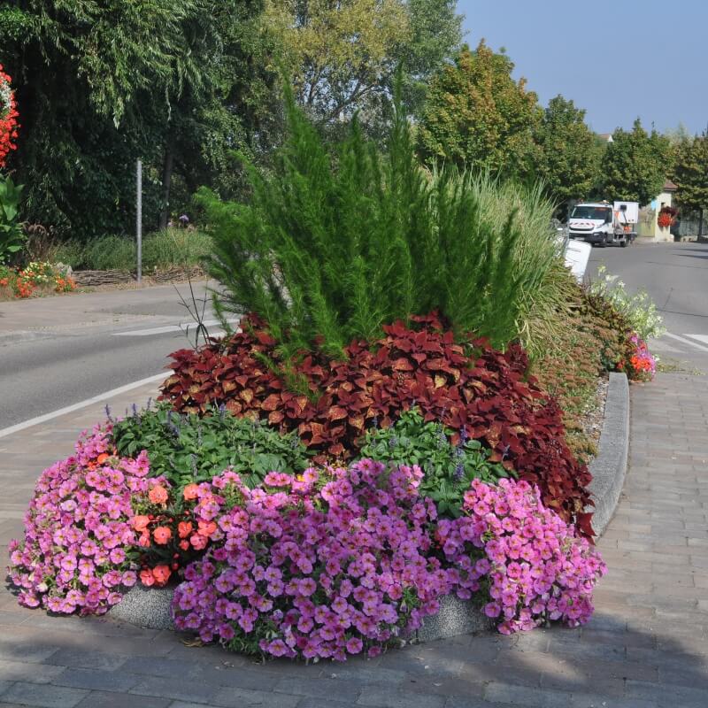 éalisations Sonnenhof - fleurissement buisson fleuri sur routes