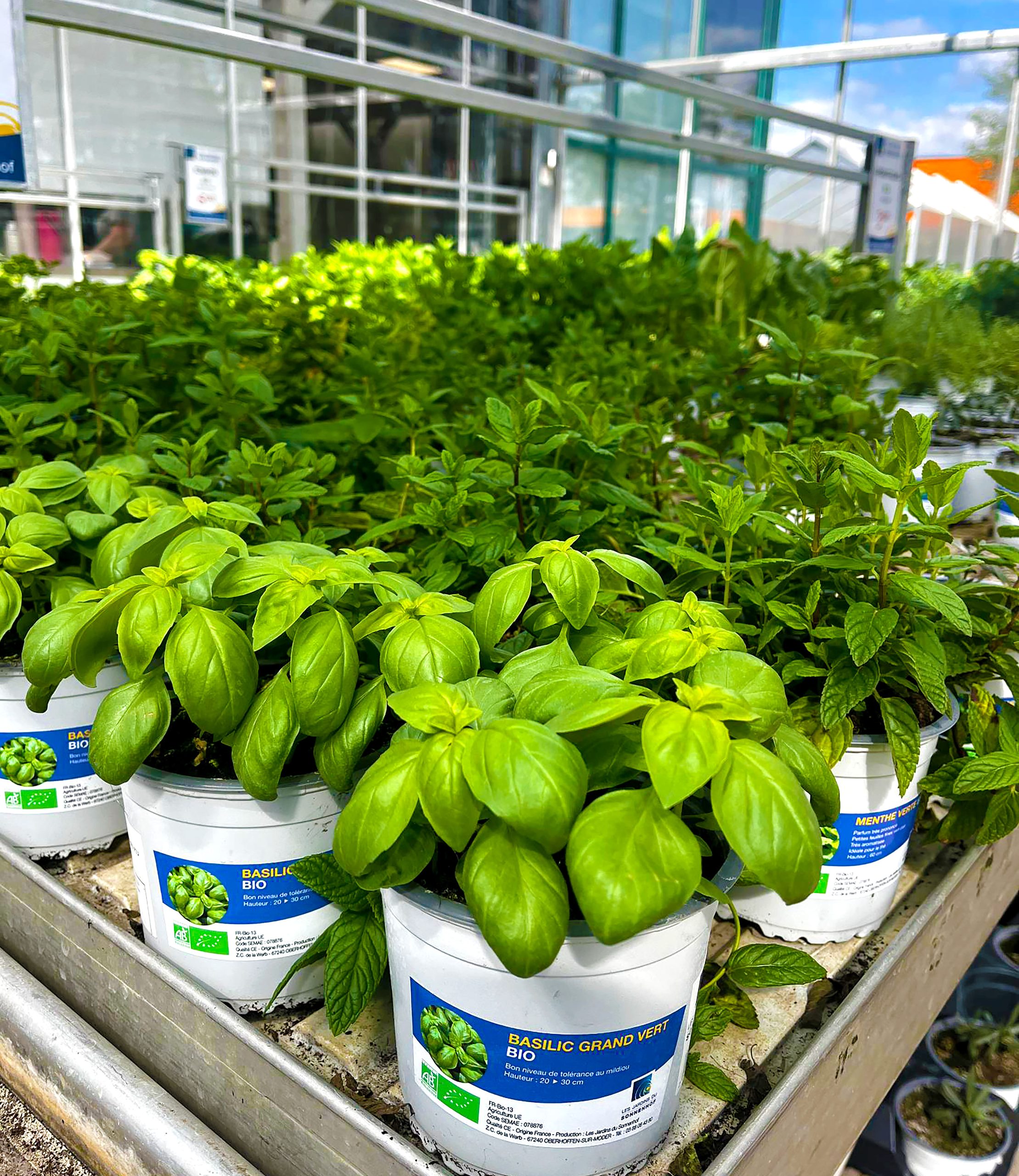 Sonnenhof - production de basilic mention AB