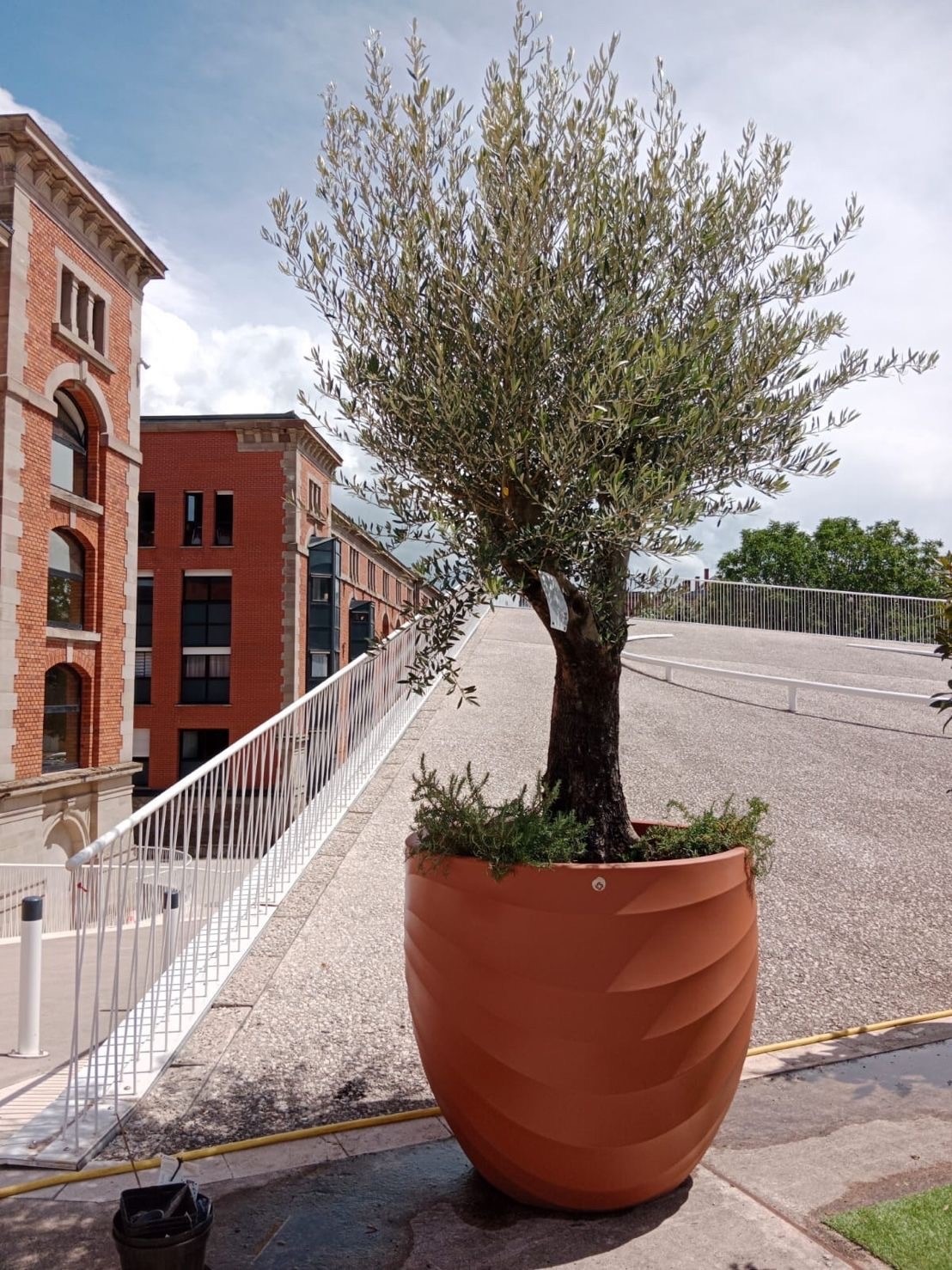 Réalisations sonnenhof -EM Strasbourg - Installations des décorations extérieures -zoom sur les arbres en pot